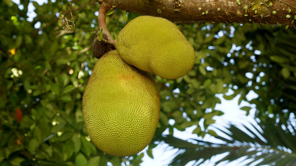 jackfruit for weight loss