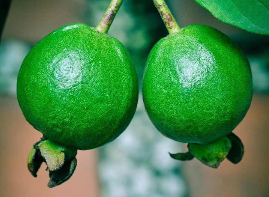guava - Fruits for weight loss