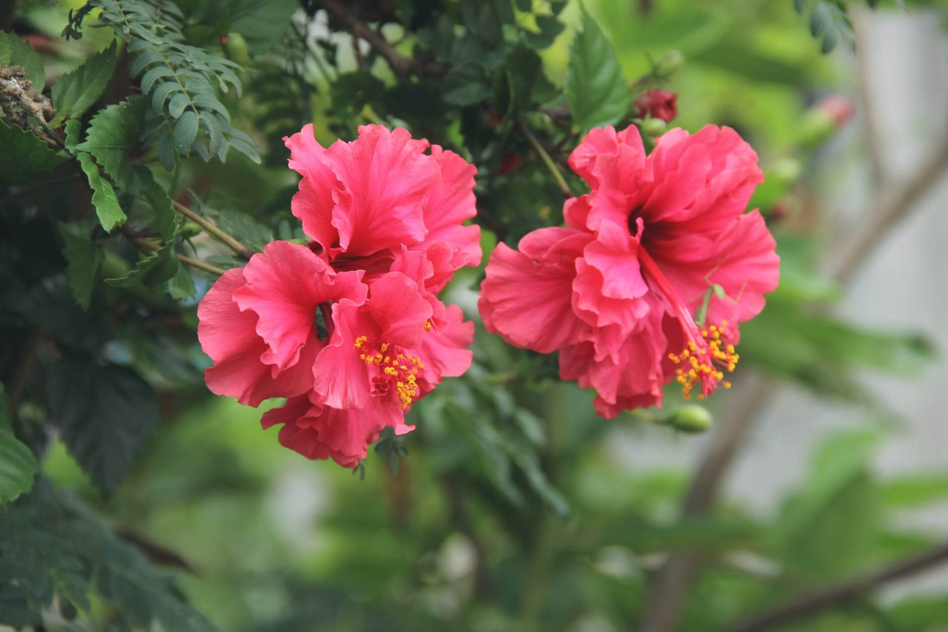 how-to-make-hibiscus-tea-for-weight-loss