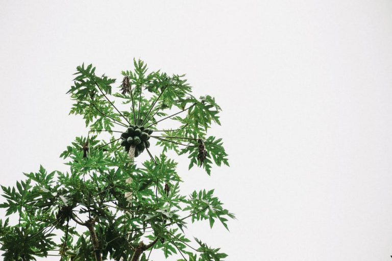 How to Make Papaya Leaf Tea A Short and Sweet Guide