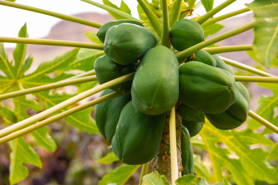 how-to-make-papaya-leaf-tea-a-short-and-sweet-guide