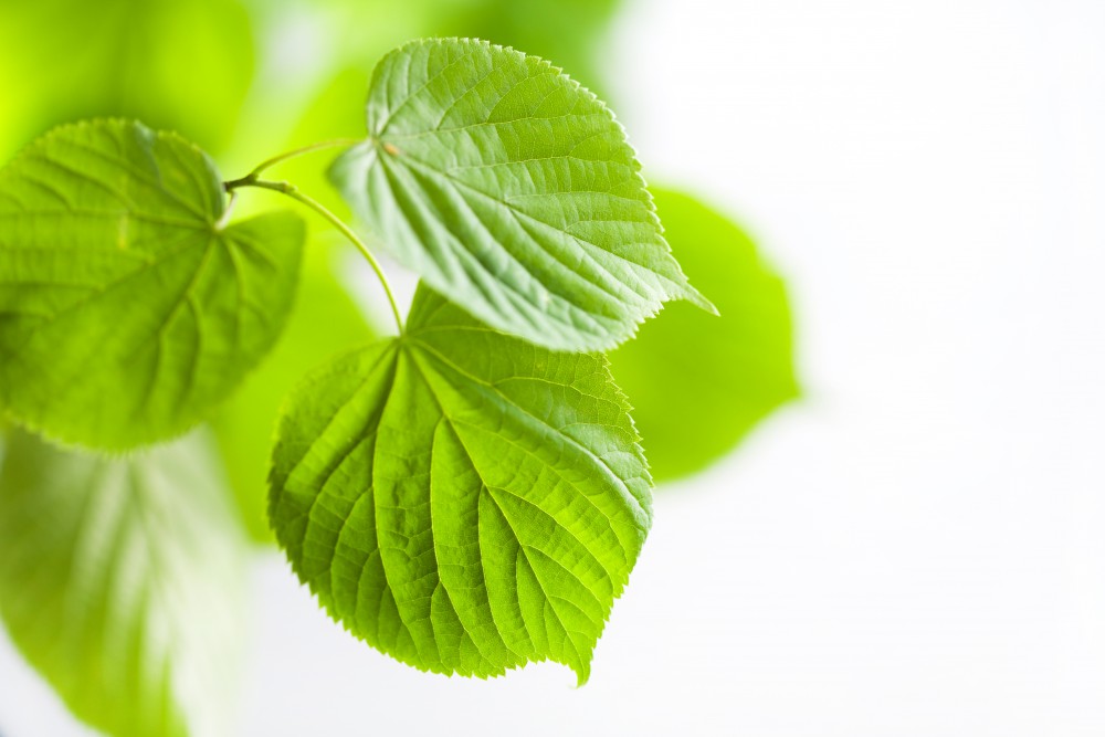 Chlorophyll Benefits for Skin