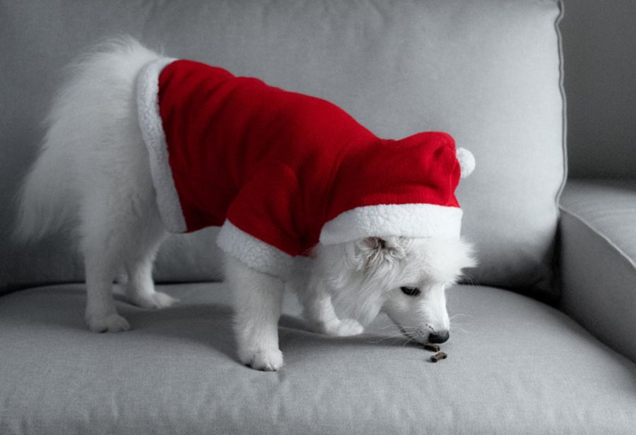 White Dog Names