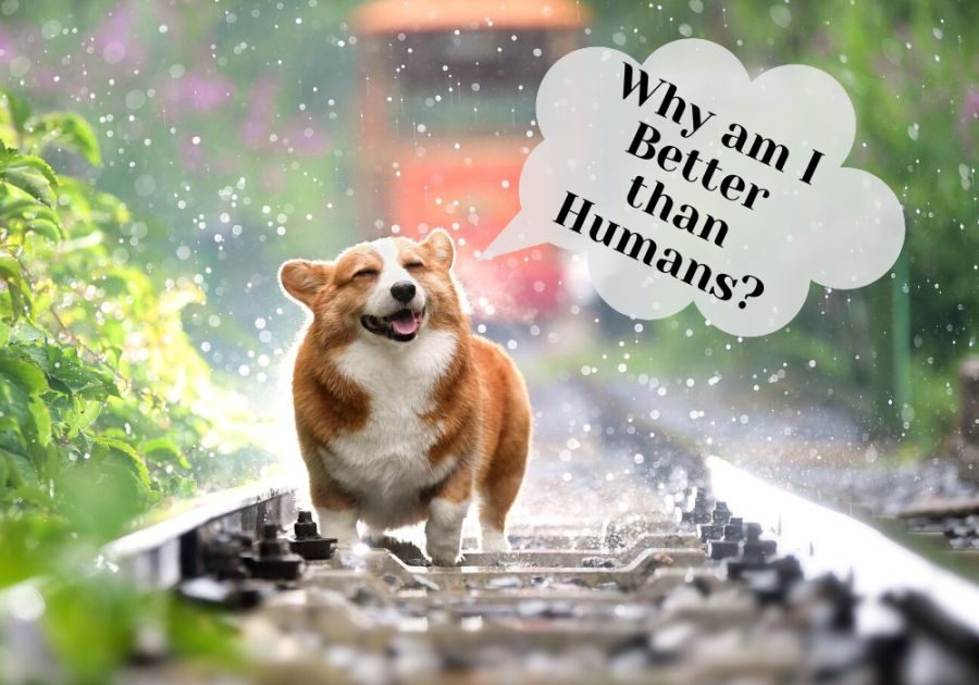 17 Reasons Why Dogs Are Better Than People