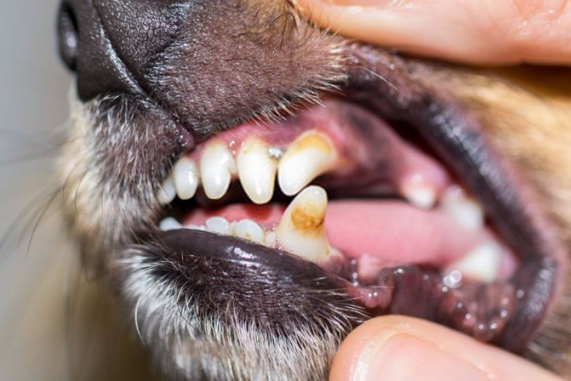 Ce golden retriever travaille un nettoyant dentaire naturel pour les chiens