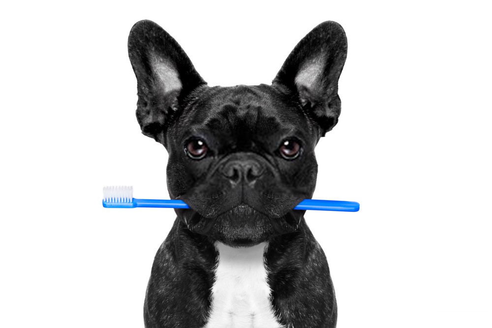 DIY doggie toothpaste recipes