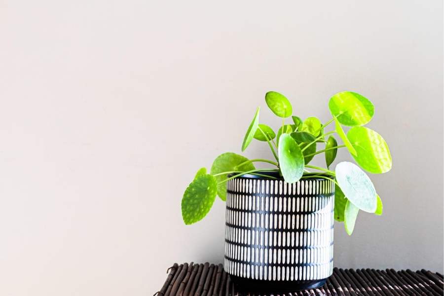 exotic indoor plant