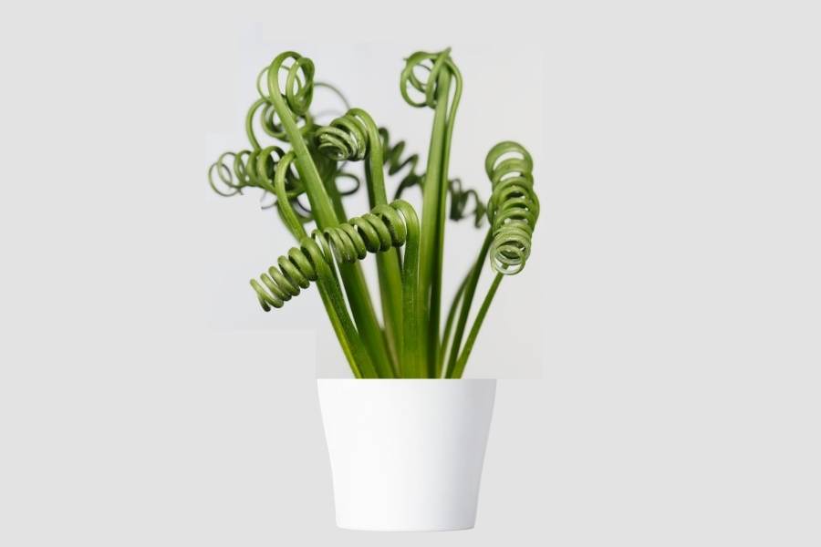 exotic indoor plants
