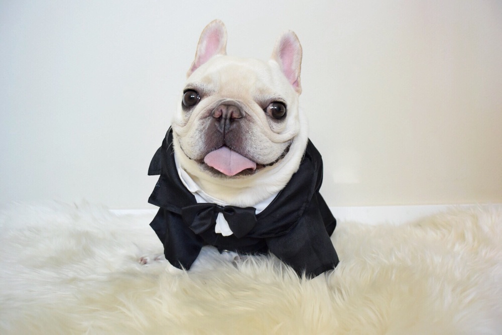 9 Famous Dogs On Instagram You Need To Follow Right Now