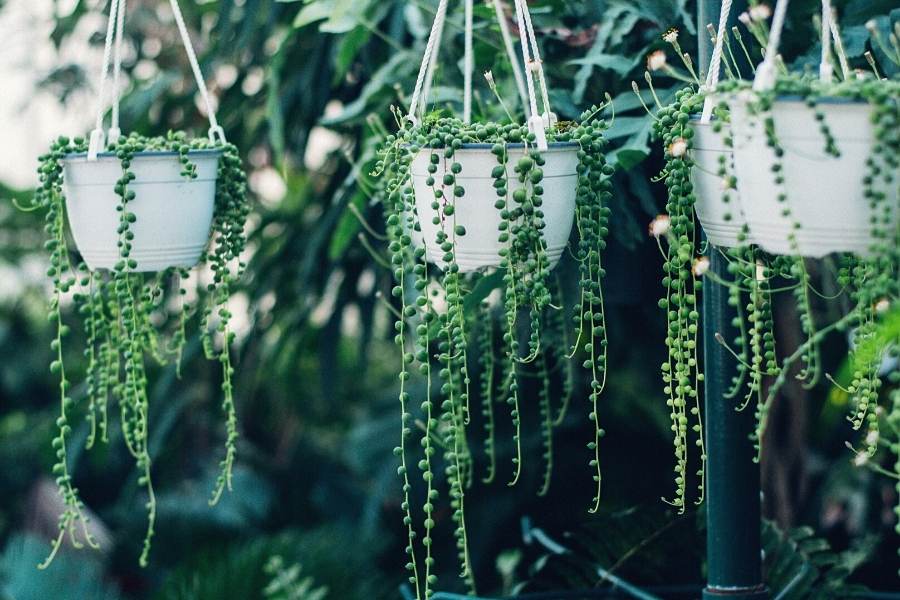 exotic indoor plants