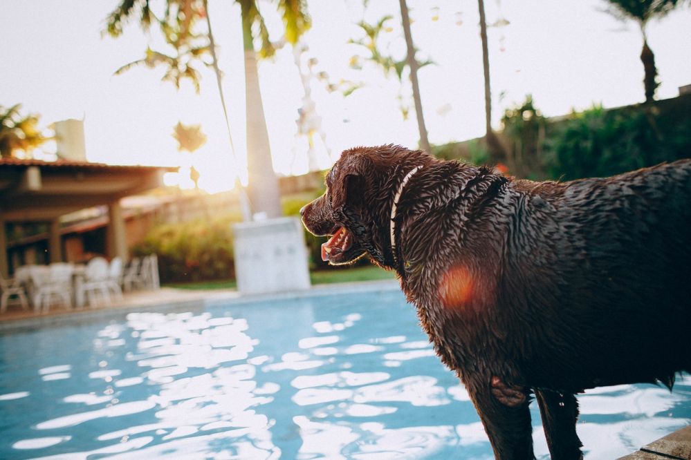 Top 10 Pet Friendly Resorts near Delhi NCR