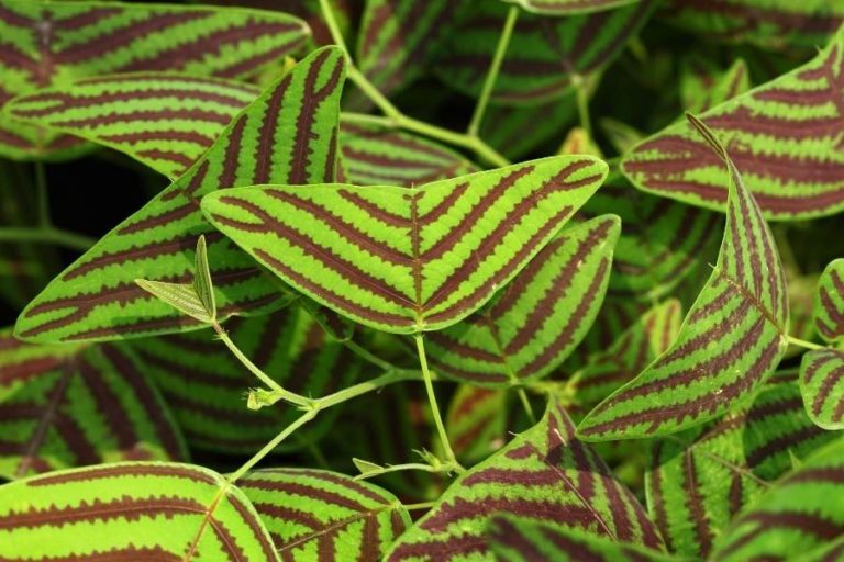 17 Unusual but Exotic Indoor Plants Your House Needs