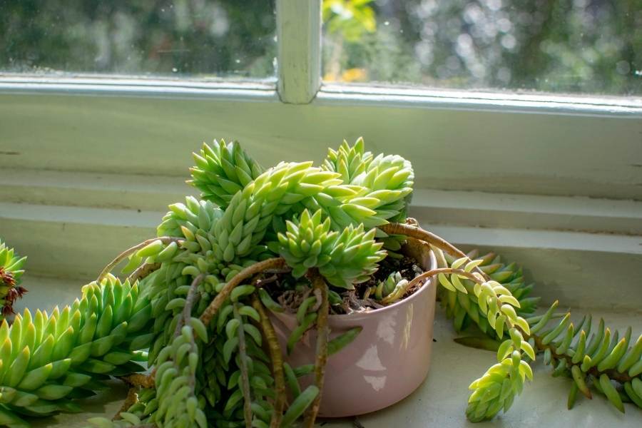 exotic indoor plants