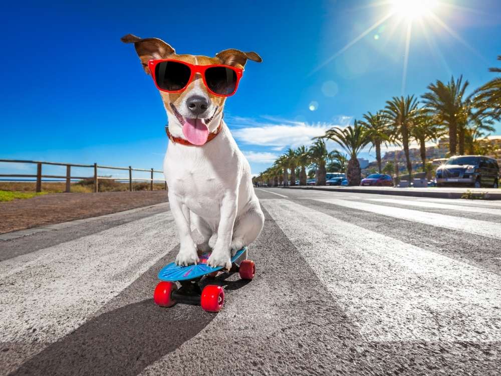 Famous Dogs On Instagram