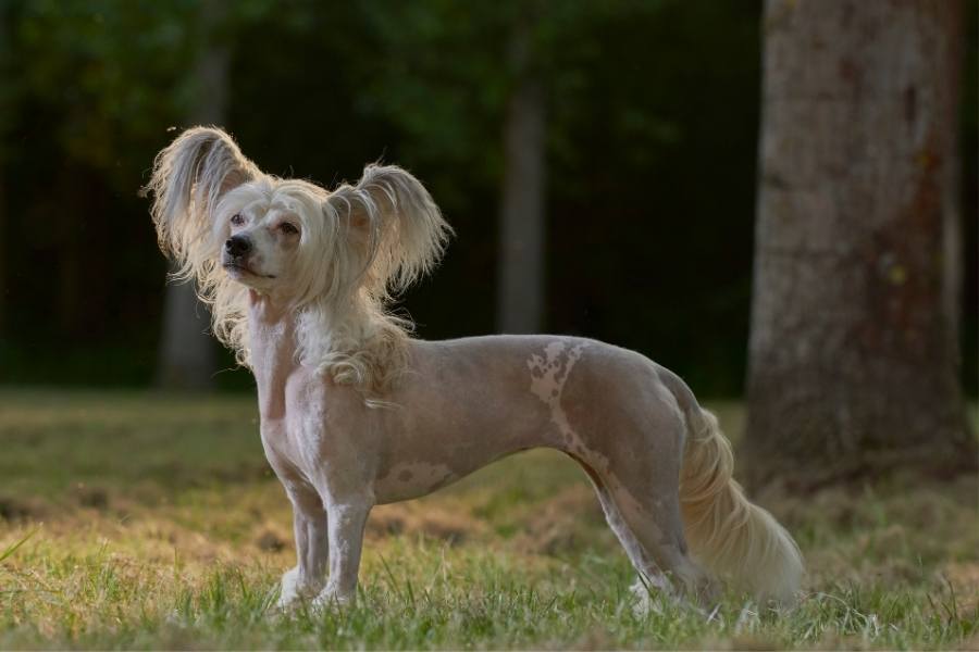 Chinese Crested Dog