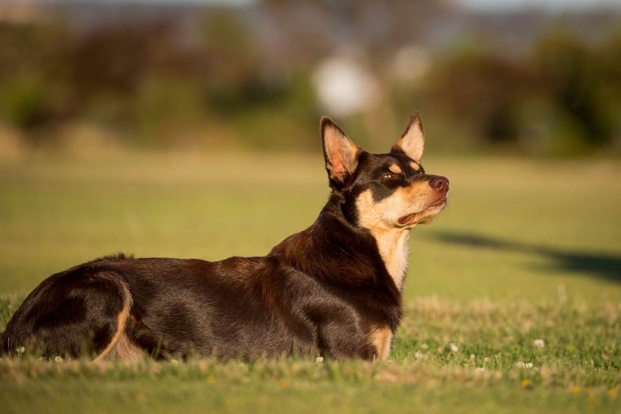 australian kelpie