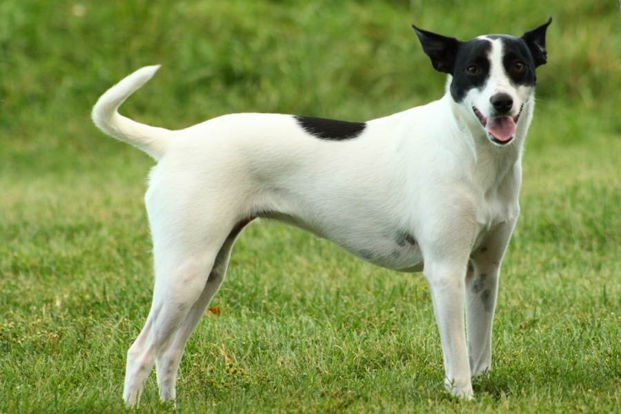 rat terrier