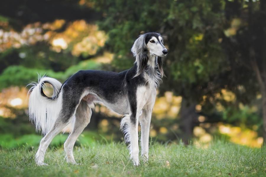 Top 10 Fastest Dog Breeds in the World