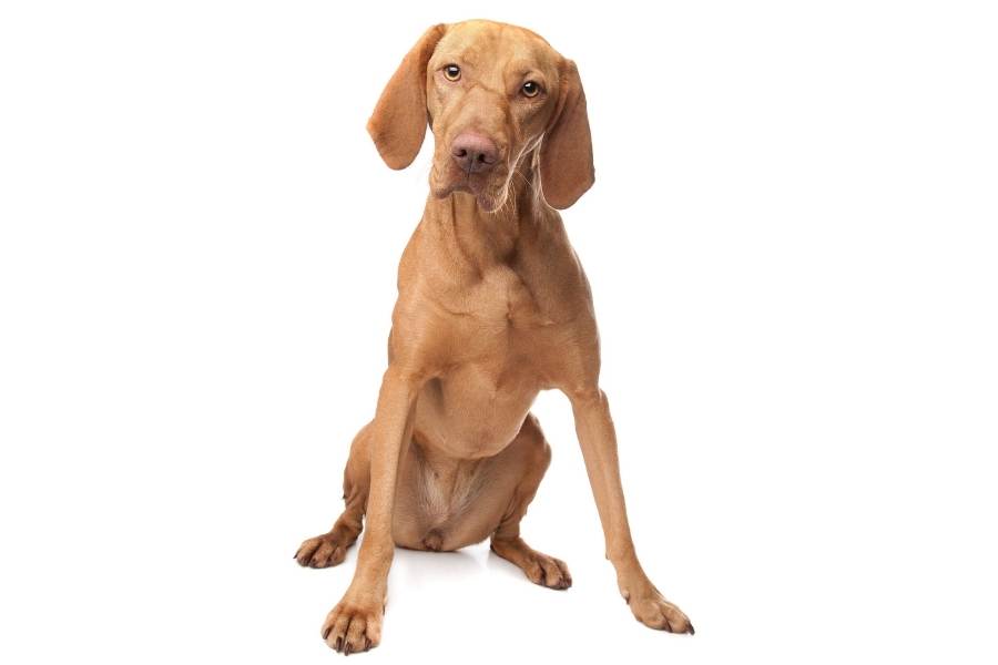 vizsla Fastest Dog Breeds in the World