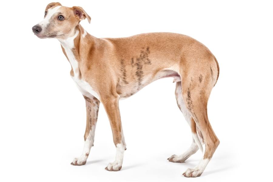 whippet Fastest Dog Breeds in the World