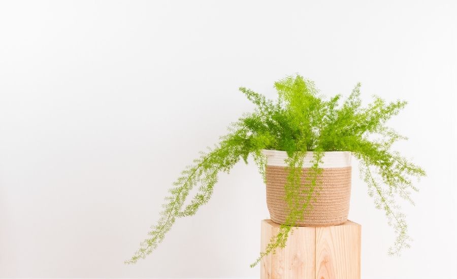 Asparagus Fern for bathroom