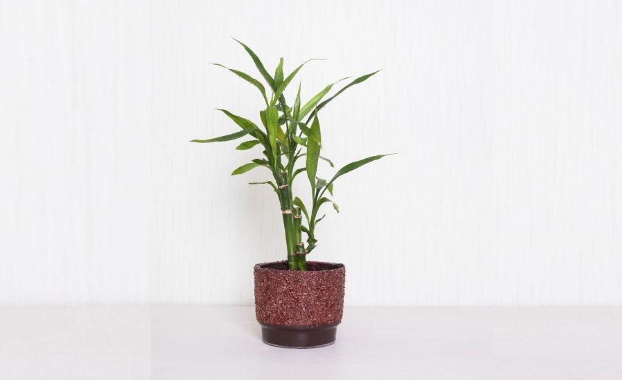 bamboo houseplants for bathroom