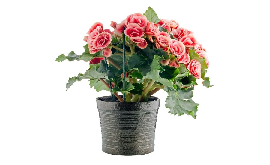 begonia
