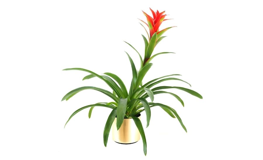 bromeliads houseplants for bathroom