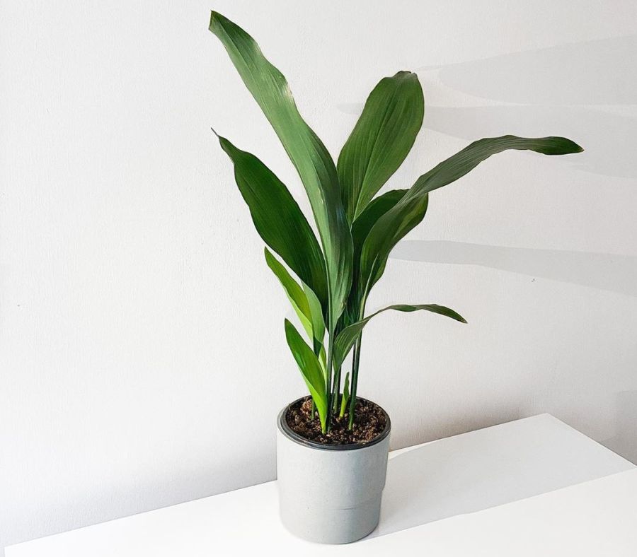 cast iron houseplants for bathroom