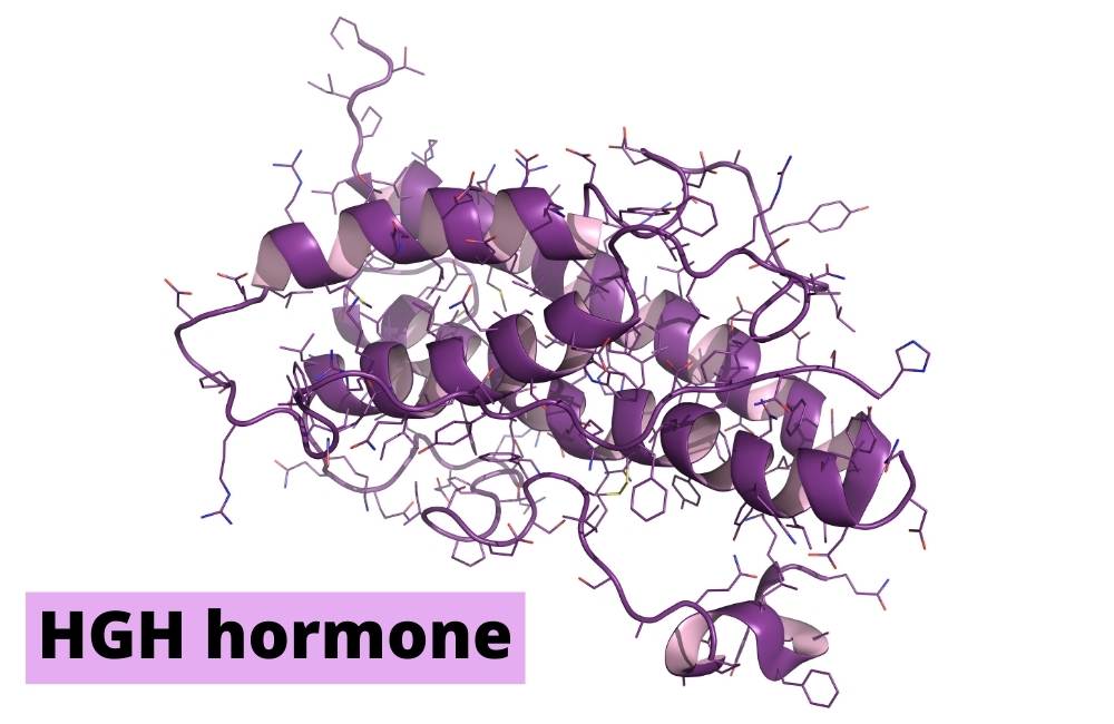 HGH hormone