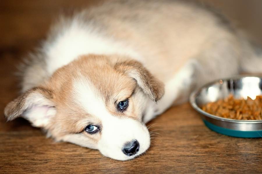 Signs of an Unhappy Dog