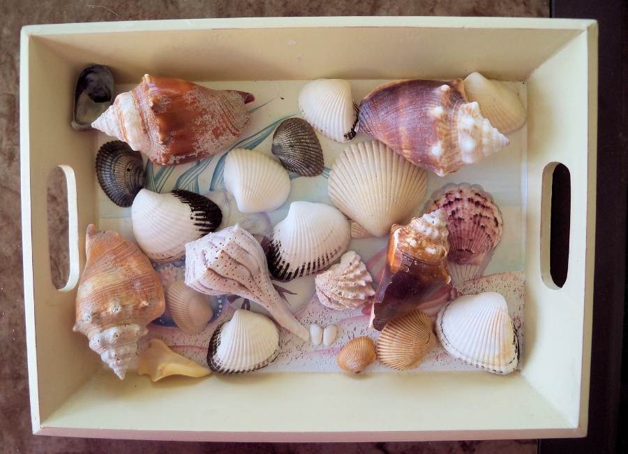 sea shells collection