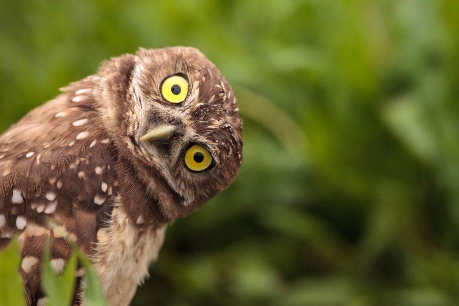 funny owl