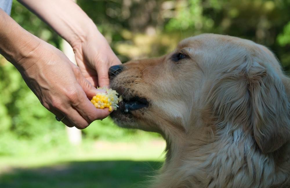 is corn bad in dog food