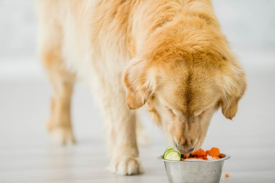 how much food should i feed my dog on a bland diet