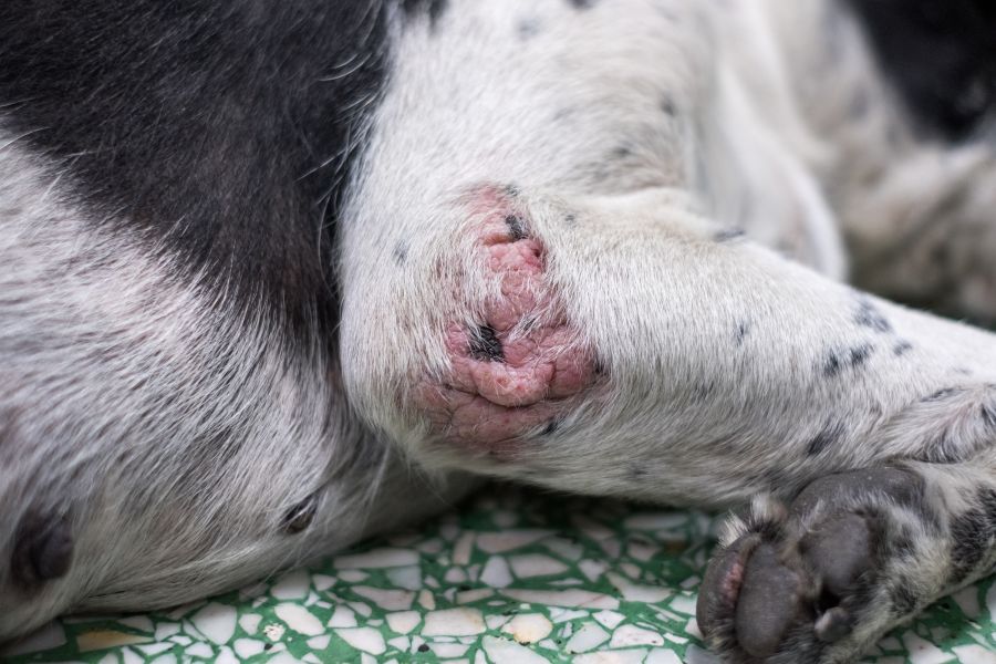 scabs on dogs