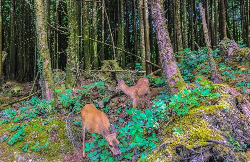 Pacific Rim National Park