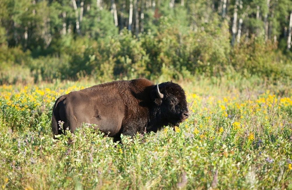 Riding Mountain National Park images