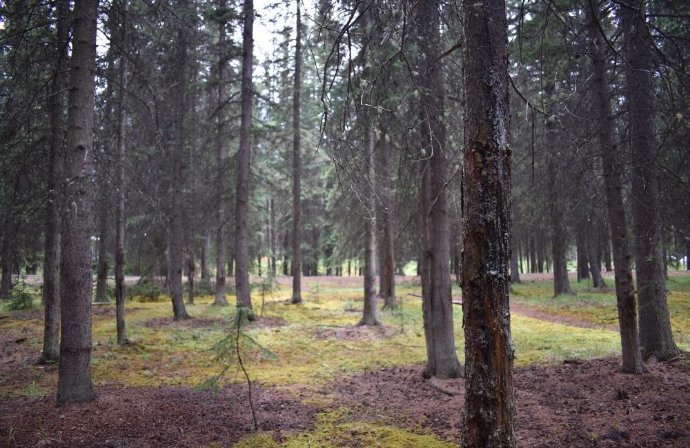 jasper national park canada images