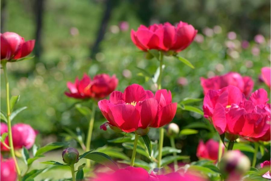 Peony for summer
