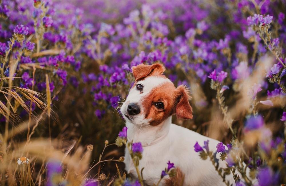 Use Lavender in the Car to Calm Your Dog