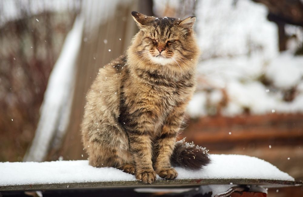 Protect Your Cat from Poor Weather