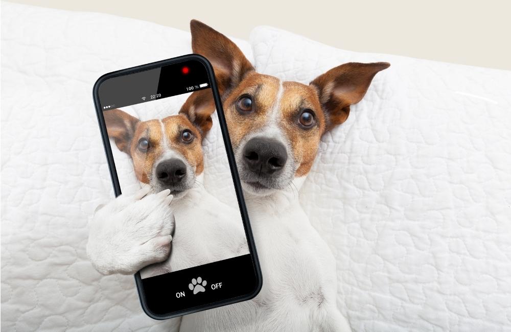 dog Instagram captions
