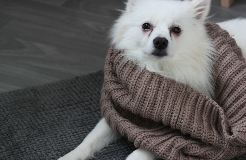 How to Keep a Dog Warm in a Cold Winter Night