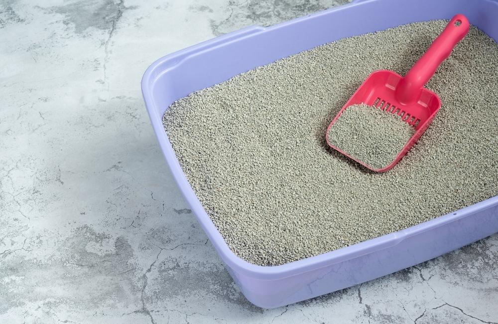 why a dog eats cat poop