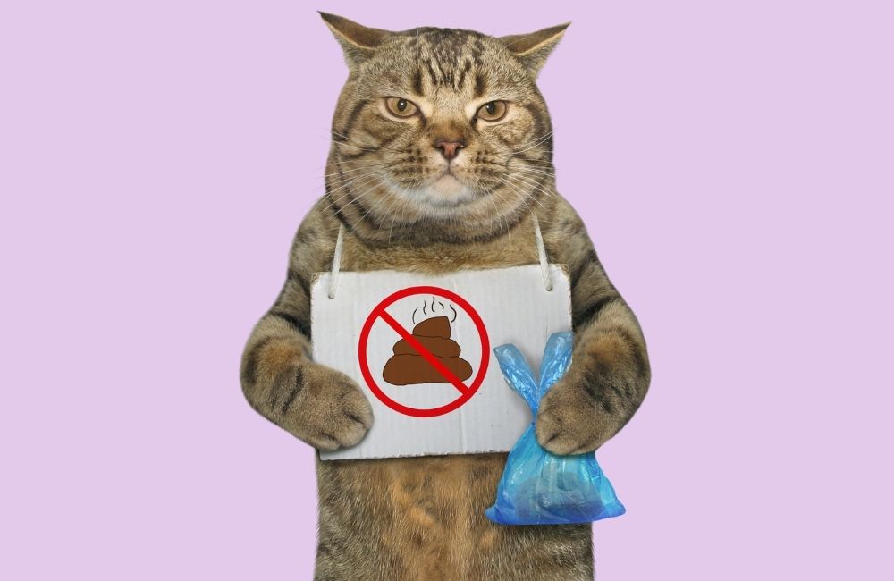 5 Reasons Why a Dog Eats Cat Poop and How To Stop It!