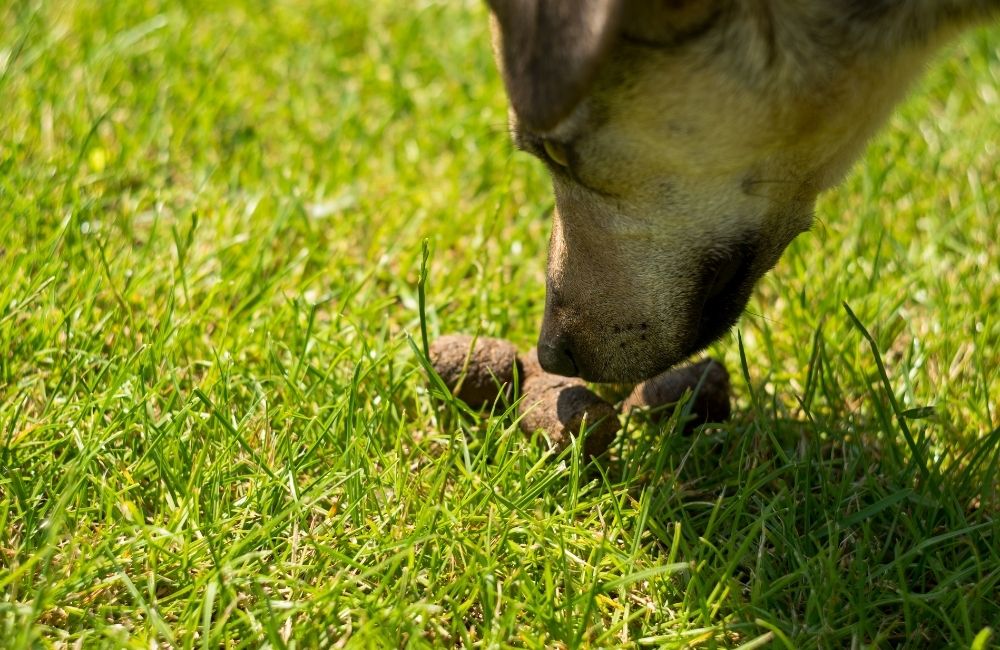 5 Reasons Why a Dog Eats Cat Poop and How To Stop It!