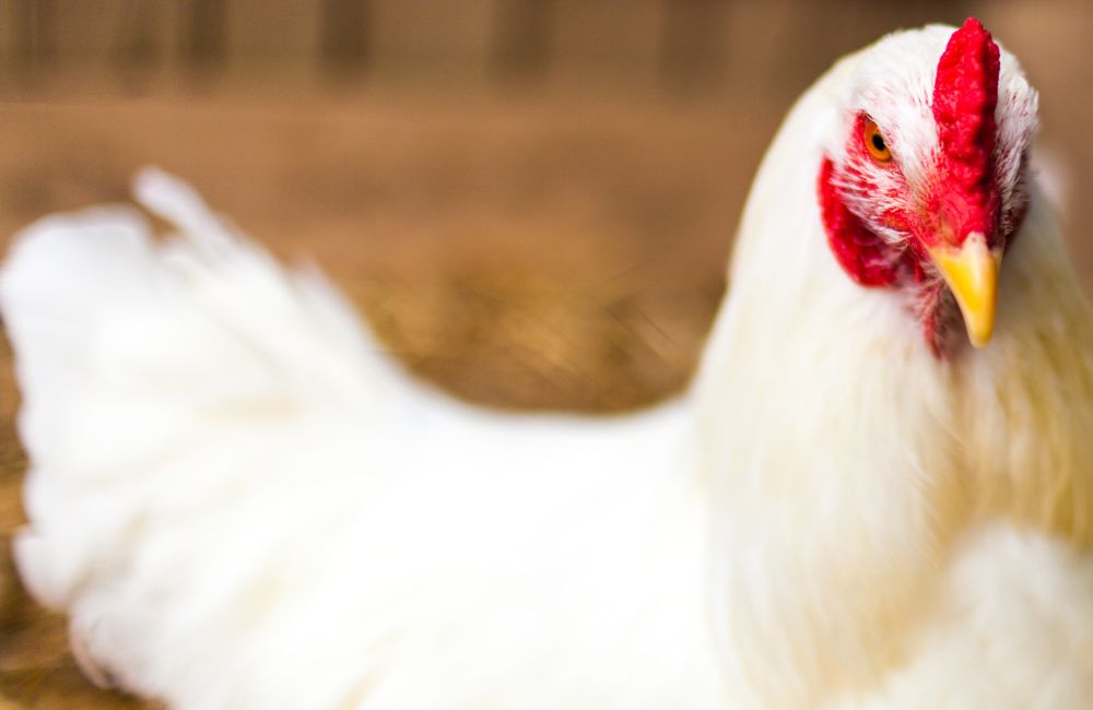 Foghorn Leghorn Quotes
