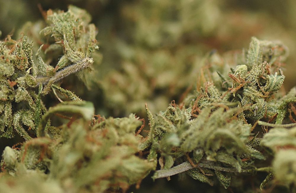 Difference Between CBD, THC, and HHC
