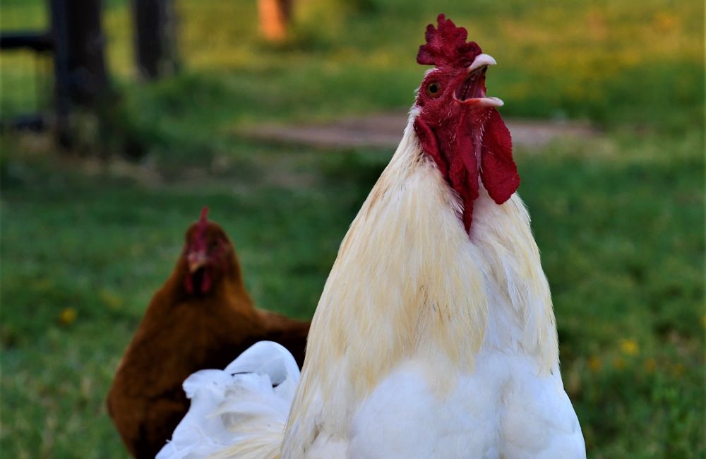 Foghorn Leghorn Quotes